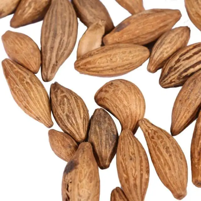 
Jatropha Seeds Tree Species Natural Jatropha Best Quality Dried Jatropha Seeds 