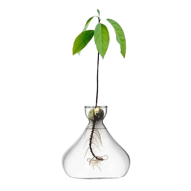 Avocado Tree Growing Kit Avocado Pit Planting Bowl Cork Seed Starter Tray with Clear Water Container Avocado Seed Cone Sprouters