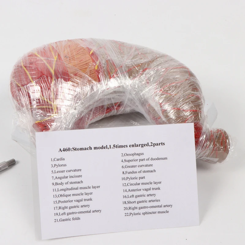 Human Plastinated Specimen Human Body Anatomy Model Stomach Model