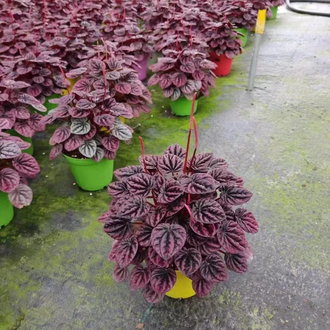 Оптовая продажа красные растения philodendron комнатные бонсай деревянные