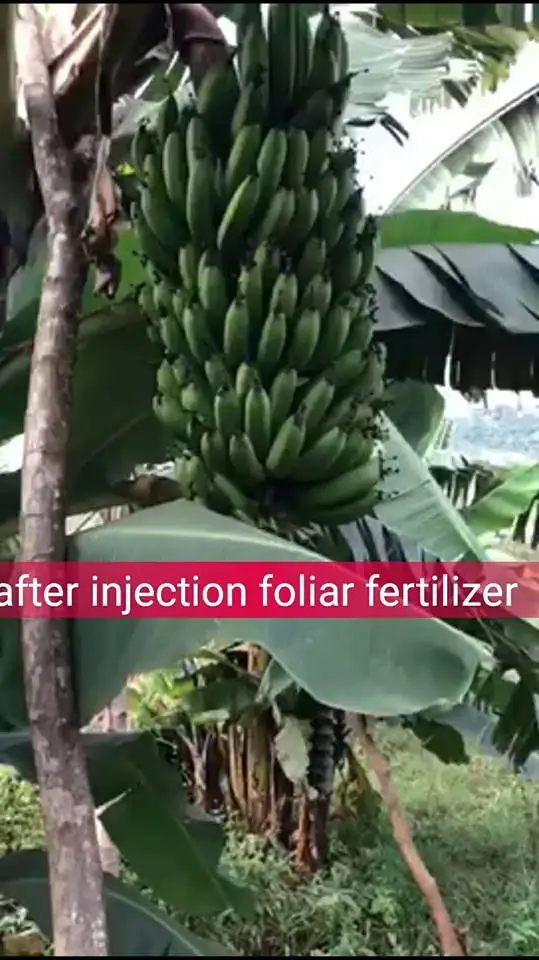 Amino Acid Liquid plus Seaweed Extract  Organic Fertilizer Manufacturer Price