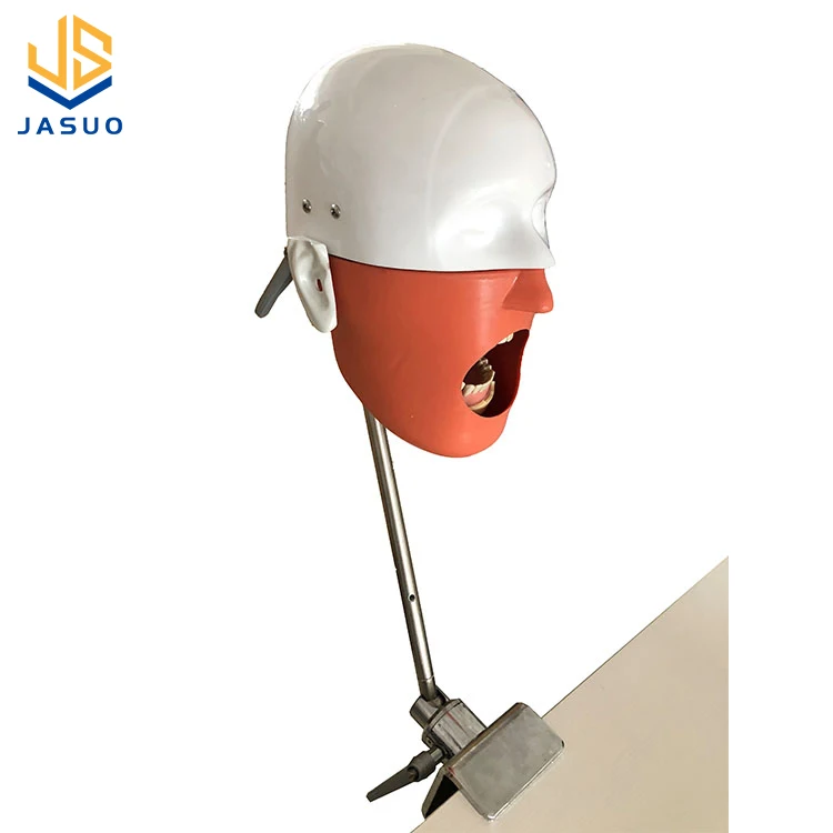 Factory Direct Sell Medical Science Educational Adult Teeth Dummy Dental Model