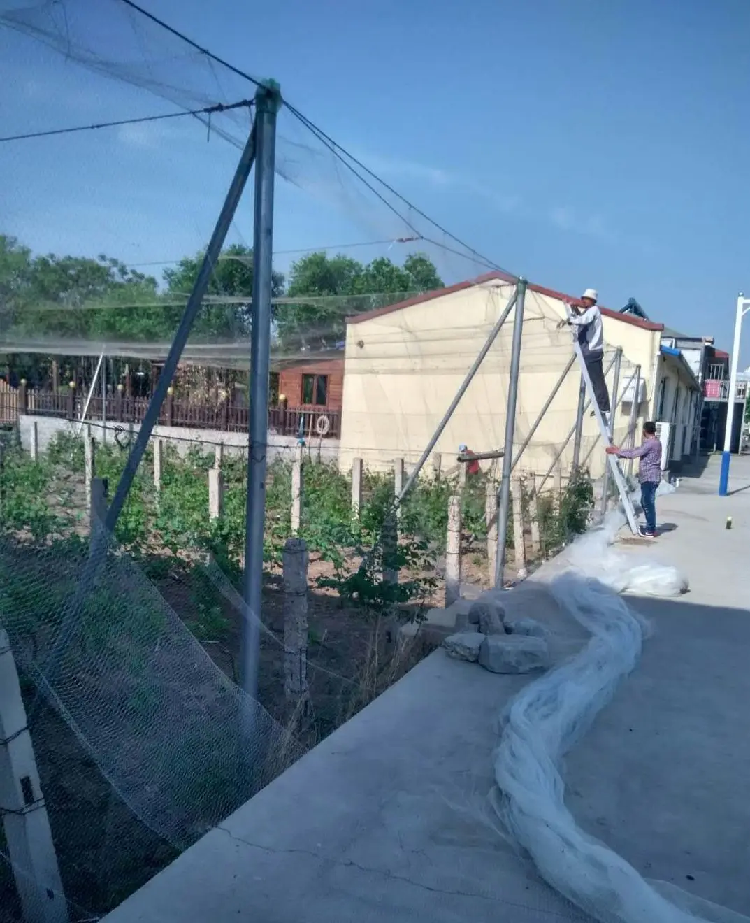 Factory Wholesale Customized Hdpe Durable Fruit Tree Net(Mesh size:8cm) Cover for Anti Hail