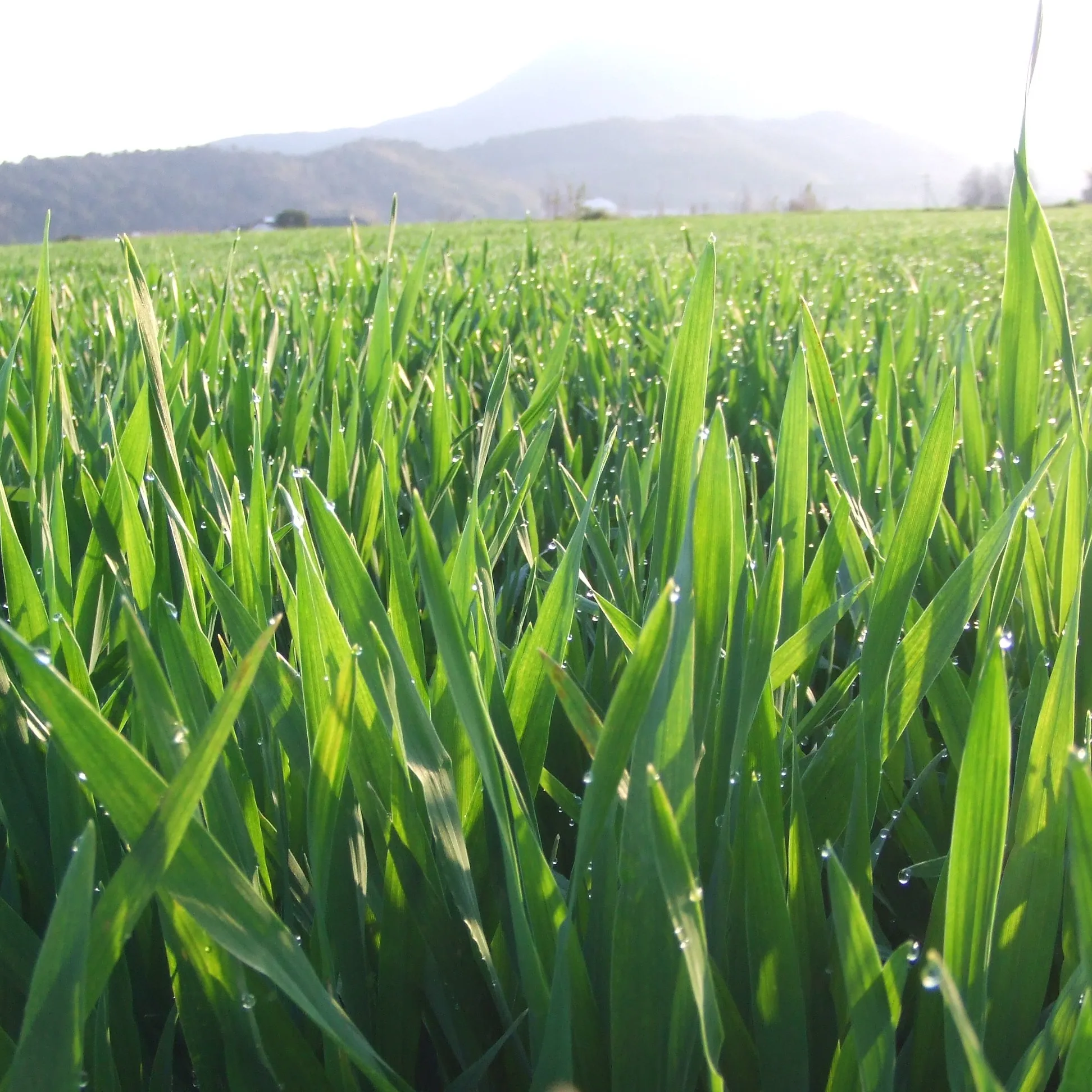 Japan delicate sweetness green barley powder aojiru for enriches daily habit