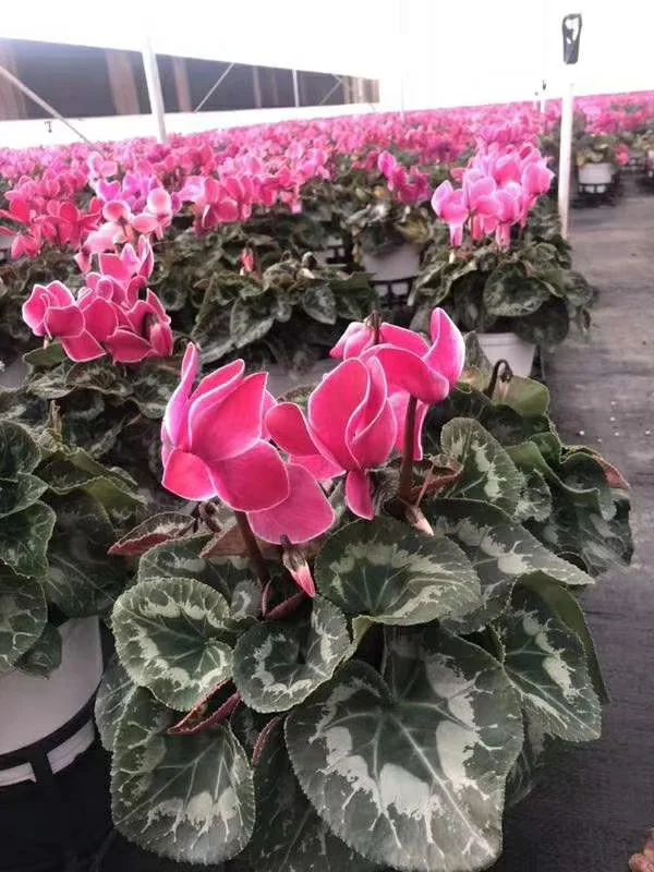 
Hotsale blooming plants 