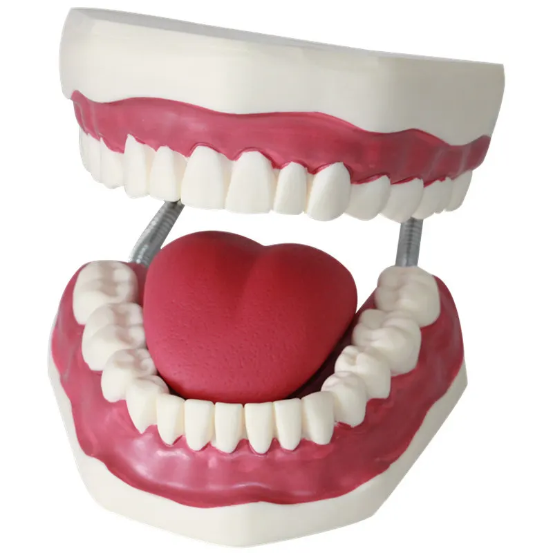 Усовершенствованная модель для обучения ротовой полости с языком