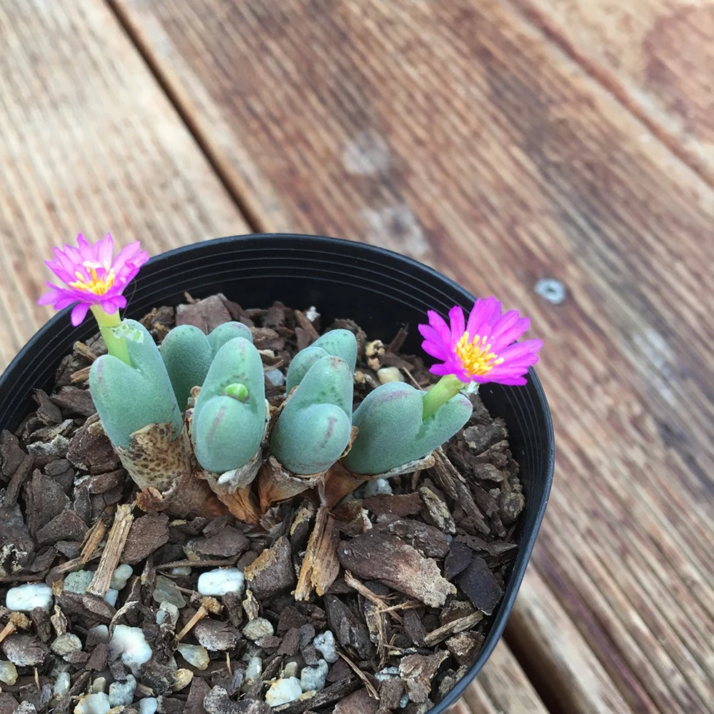 Оптовая продажа средние суккулентные растения живые камни Conophytum gracilistylum фиолетовый цветок для растений