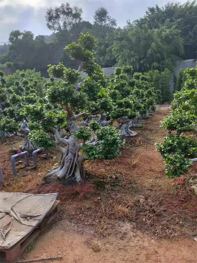 
Outdoor Grafted Ficus Bonsai For Sale 