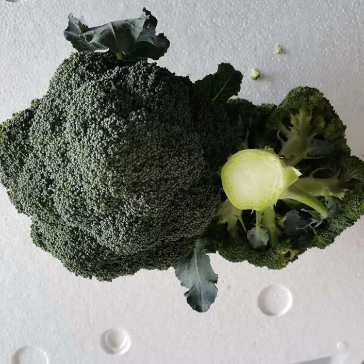 
Quality fresh broccoli vegetables 