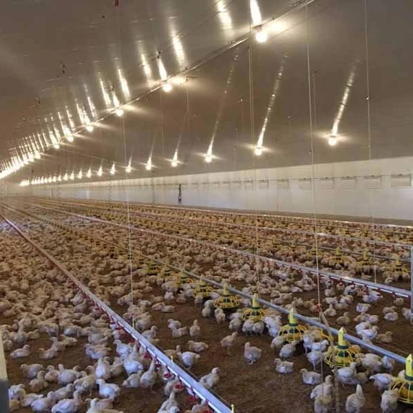 Full Auyomatic System Egg Layer Poultry House Design for Chicken Farm