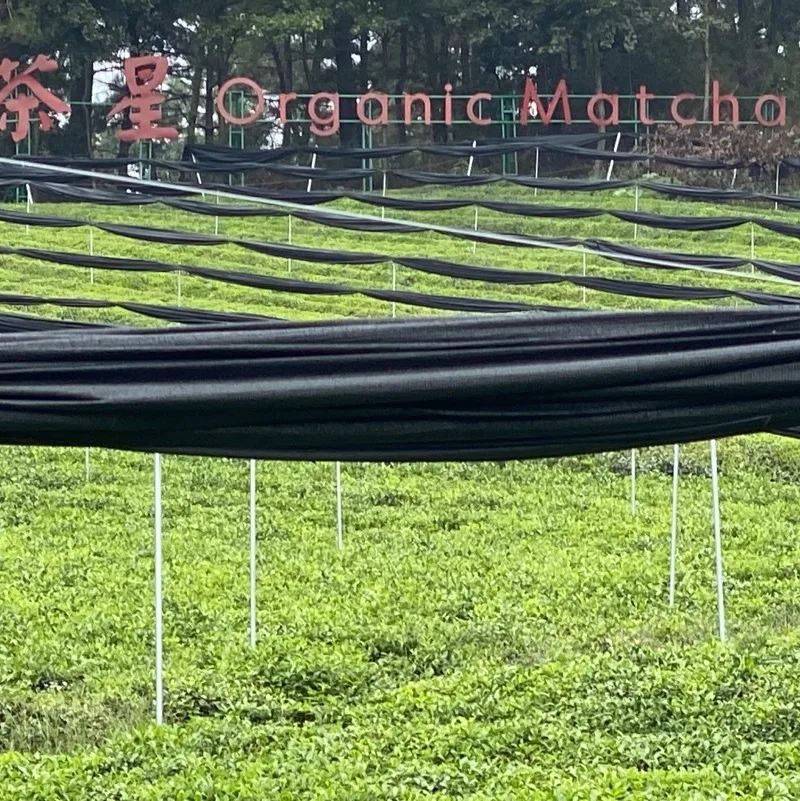 Оптовая продажа, органический церемониальный порошок зеленого чая маття