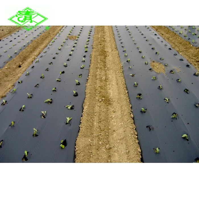 Agriculture or garden use plastic mulch film with hole