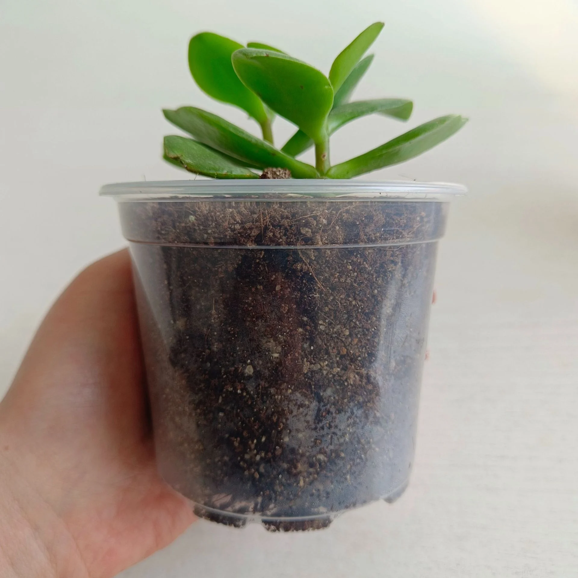 Clear Nursery Pots with Drainage Holes Plant Pot for Planting Transparent Plastic Seed Starting Pot for Succulents