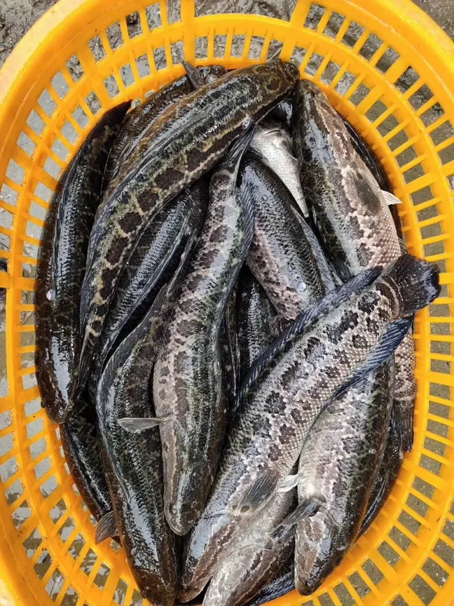 Frozen Bulk Black Fish Fillet Snakehead IQF Long Shelf Life 24 months Hidee