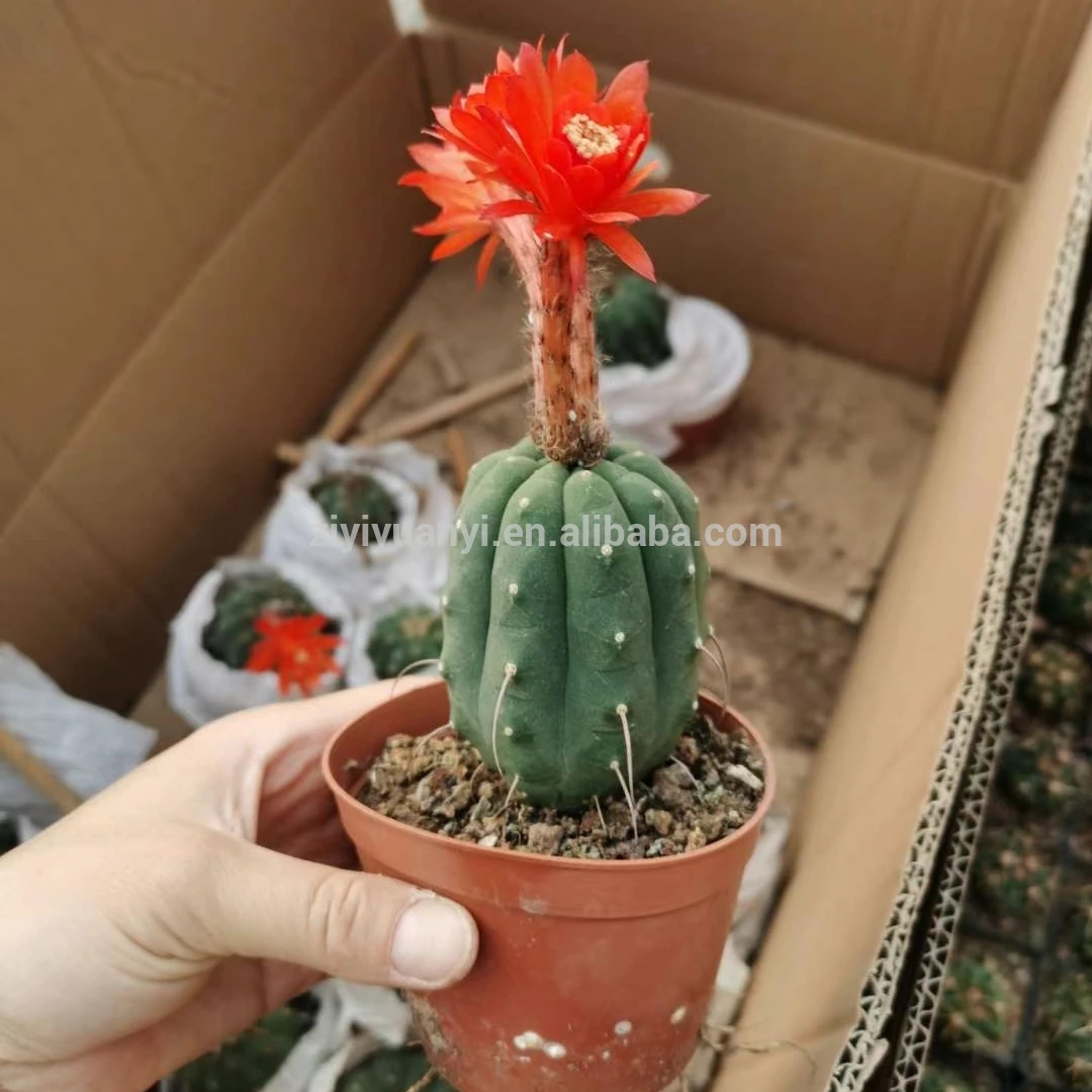 
New type green plant with pot plant greens for home garden decoration cactus 