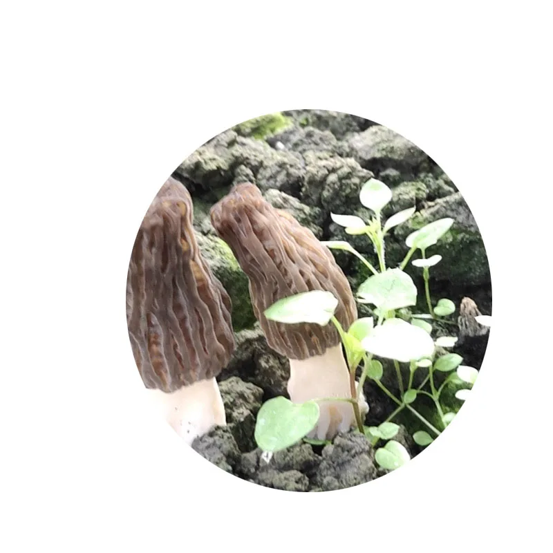 Factory supply best selling Morchella Esculenta