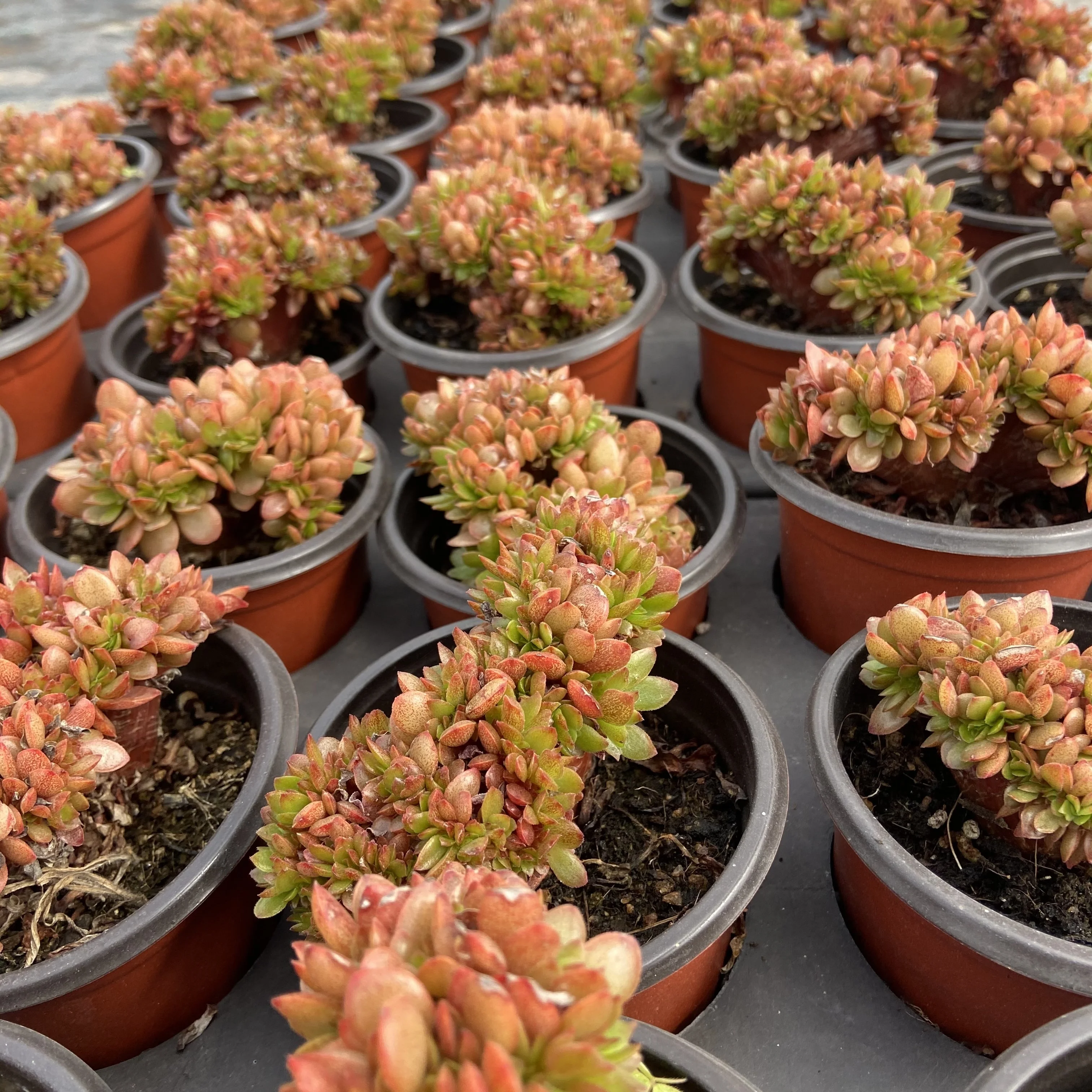 High-quality live succulents candy Variant varieties succulents plants life