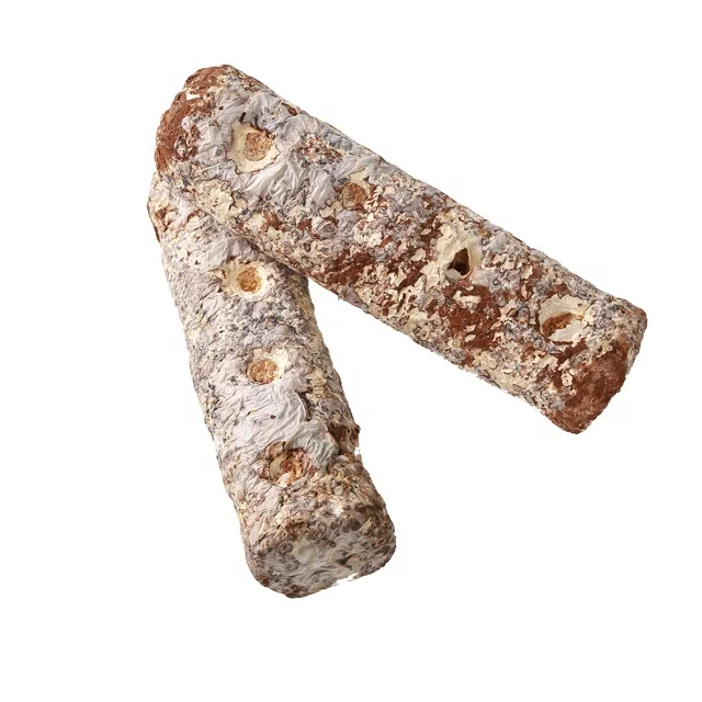 Chinese manufacturer ready to fruit mushroom high yield edible fungus shiitake mushroom spawn substrate