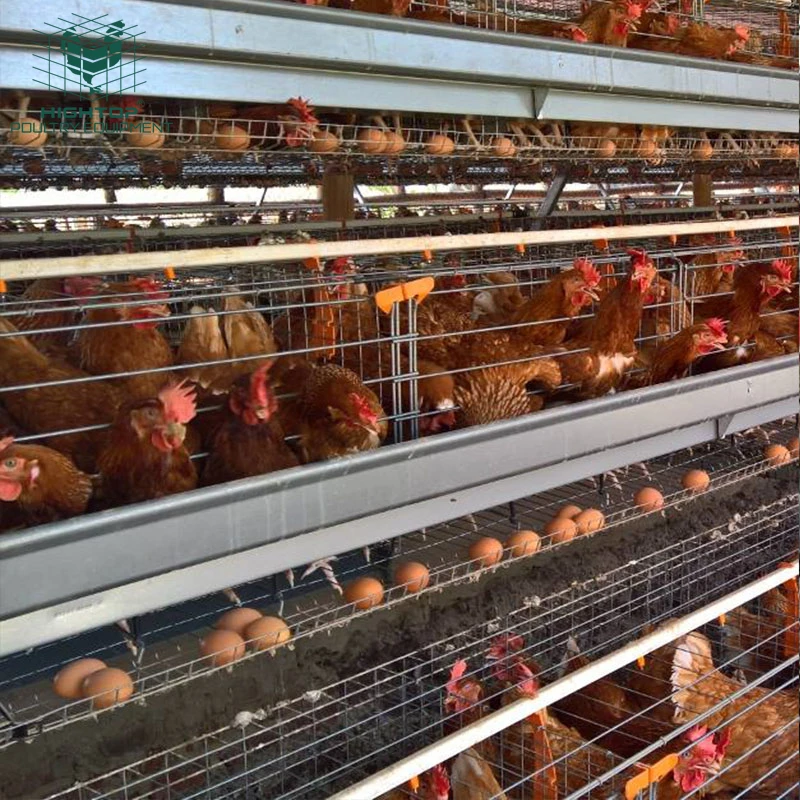 96 128 120 200 250 256 360 500 512 птицы емкость тип батареи слоя курица Клетка для клетки
