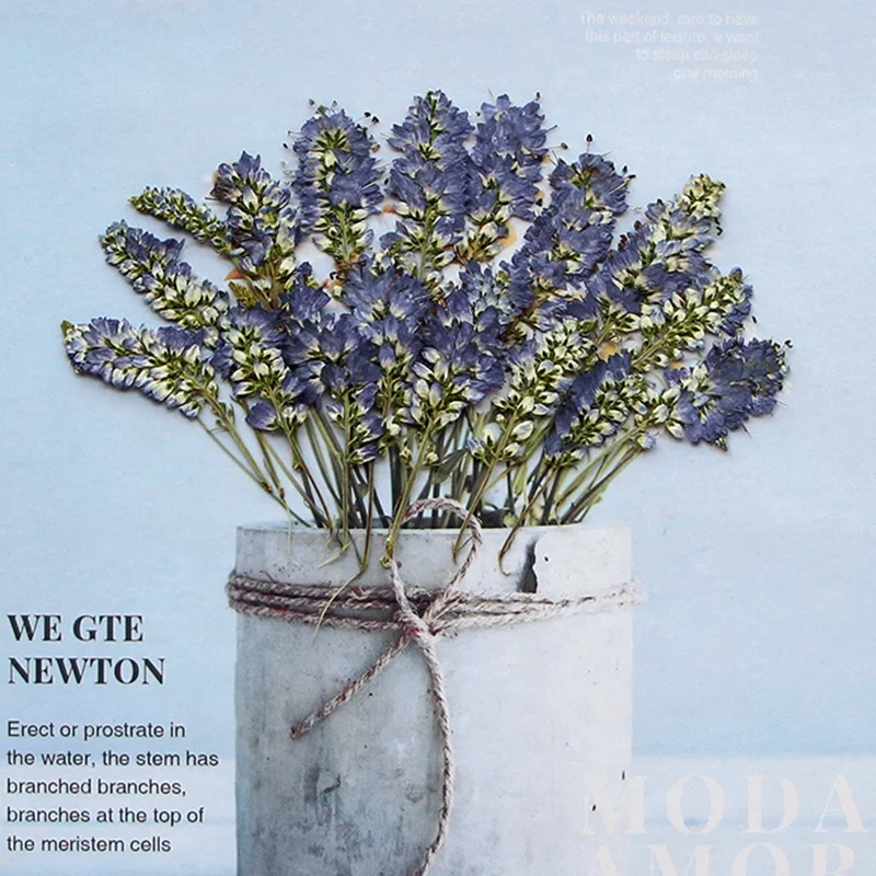 12pcs/pack Small Sage Scrapbooking Epoxy Resin Art Natural Plant Eco-friendly Real Pressed Flower