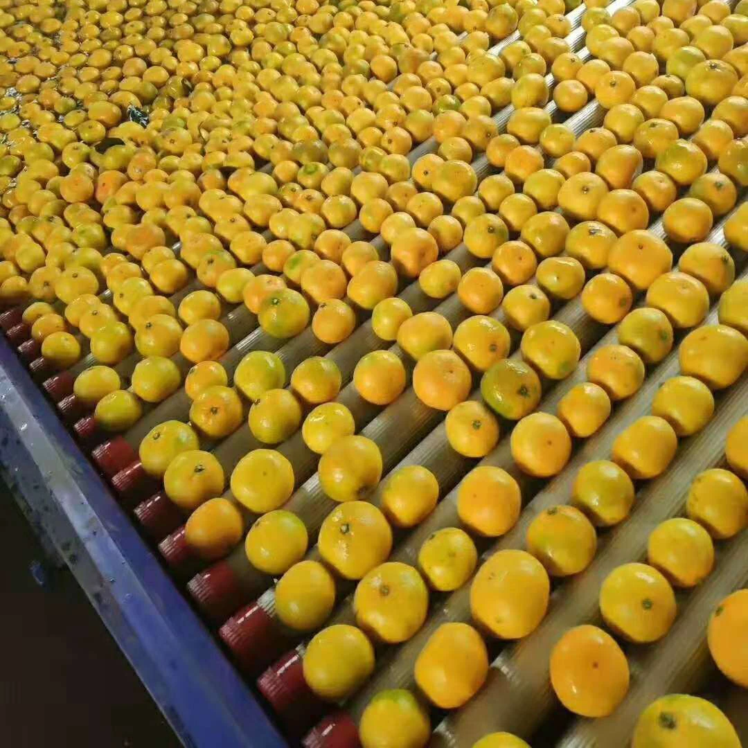 304 Stainless steel fruits grading machine pear sorting machine