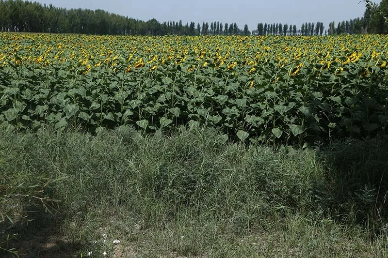 Hot Sale Low Price High Quality Bulk Small Package Salted Roasted Sunflower Seeds