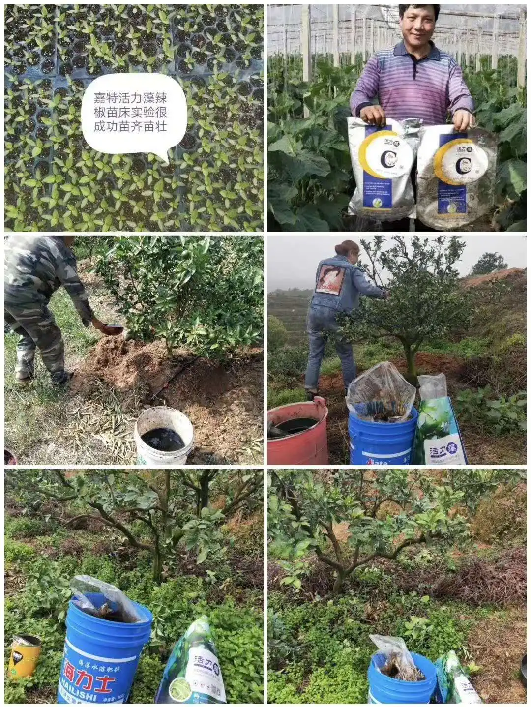 Stock Supply Water Soluble Fertilizer Npk 20-20-20,19-19-19,13-40-13,6-12-36+te,12-40-12