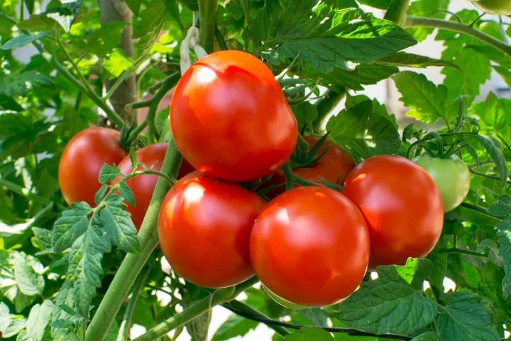 tomato greenhouse.jpg