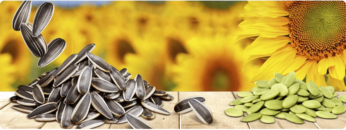 Sunflower Seeds Black With White Stripe 361 363 601