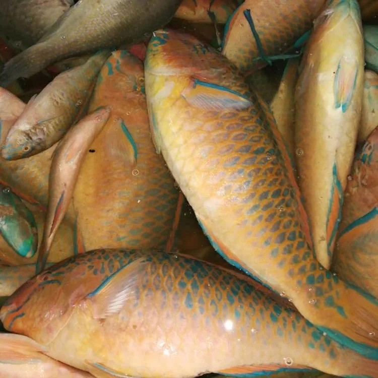 
Frozen Parrot Fish From Indonesia 