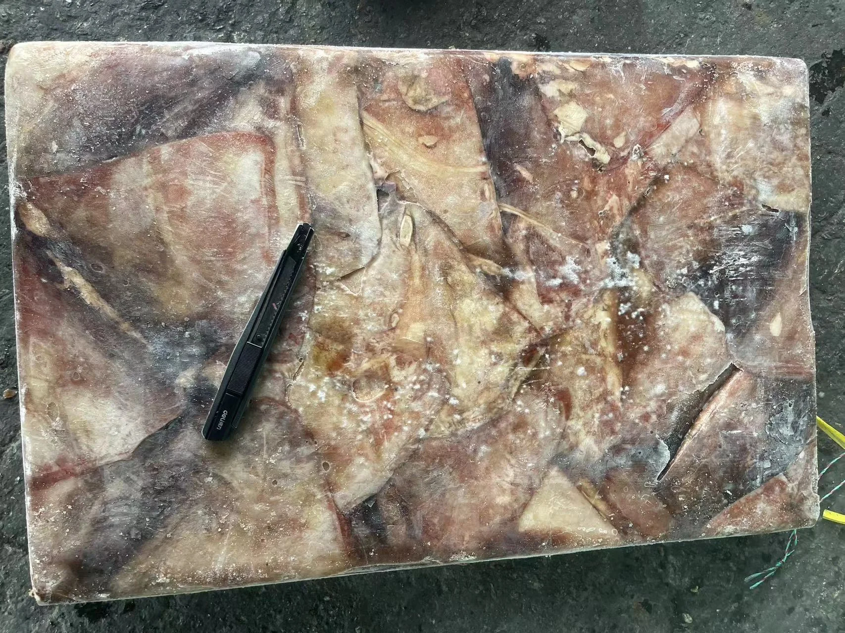 Good Quality Seafrozen Raw Material 1000-2000g Frozen Equator Squid Wing