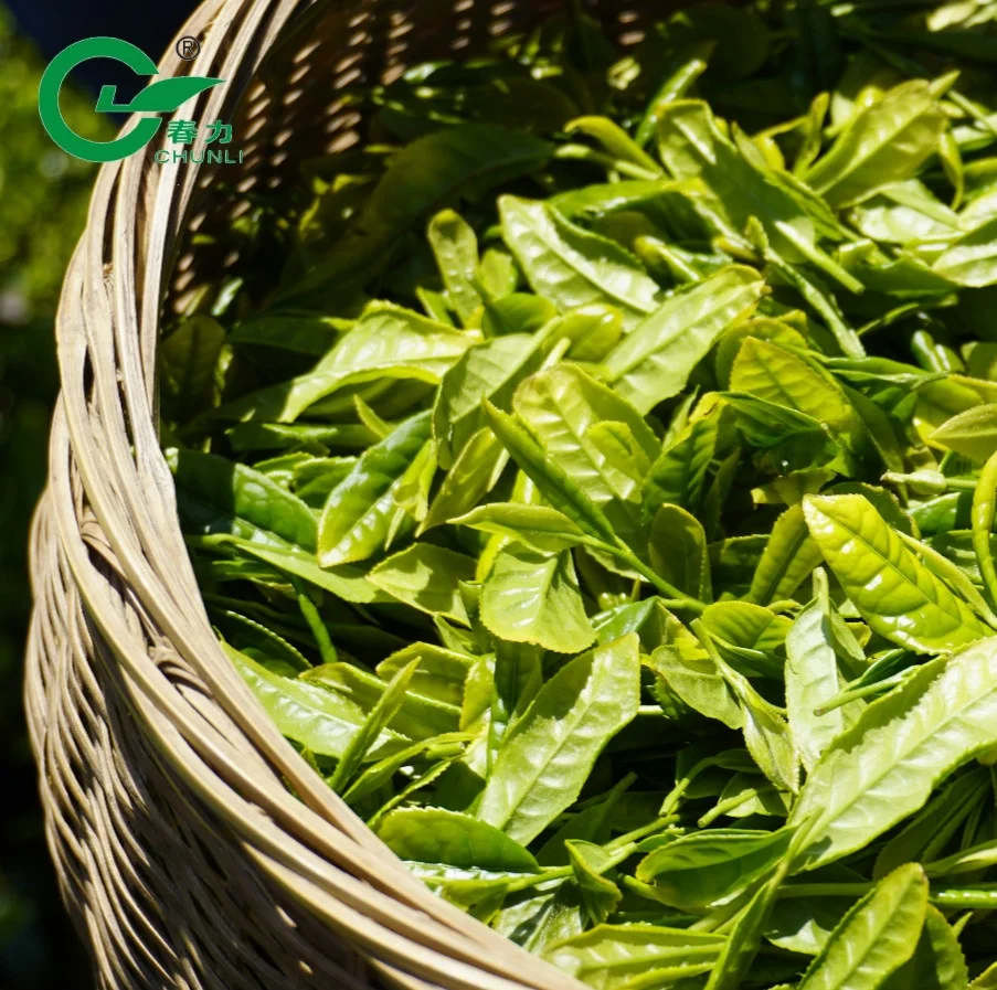 OEM Brand Loose Leaf Gunpowder 9375 Wholesale Price in Bulk Green Tea Muslim Drink Bags Packaging Tea Macha