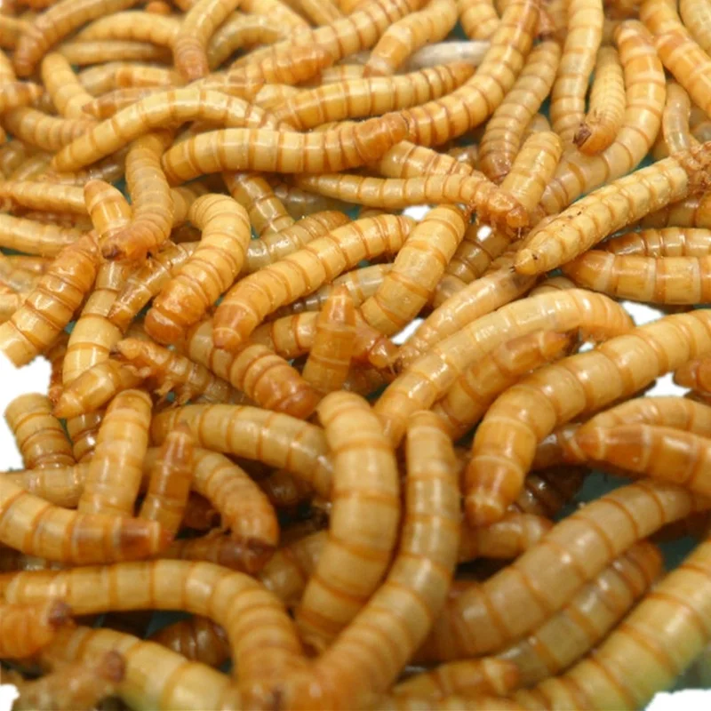 High Protein edible insect dried mealworm Dried Mealworms Superworm Mealworm
