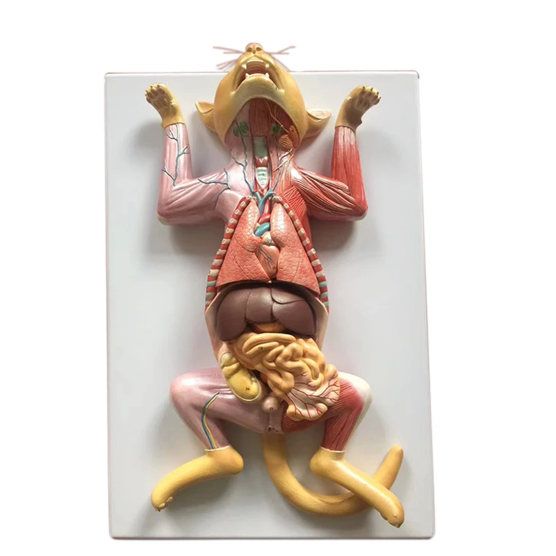 medical science cat anatomy model Cat Anatomy (Thoracic and Abdominal Organs) professional  medical for veterinary