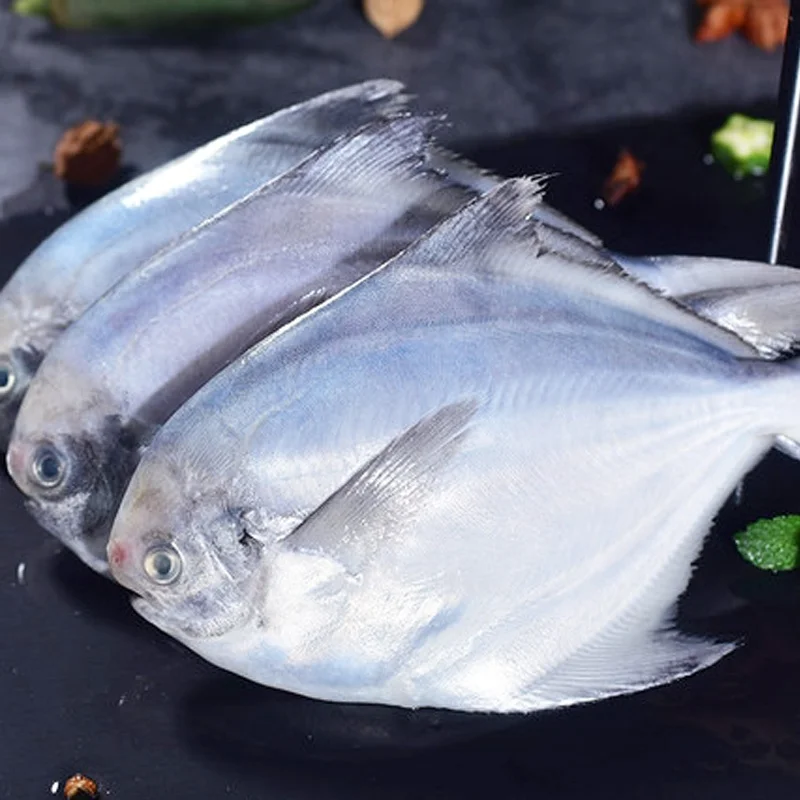 Good Quality Frozen Silver Pomfret Fish with Competitive Price