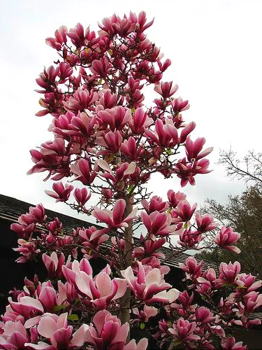 
Amazon Hot Selling Magnolia Flower Tree Seeds Bonsai Plant for indoor garden Send Gift 