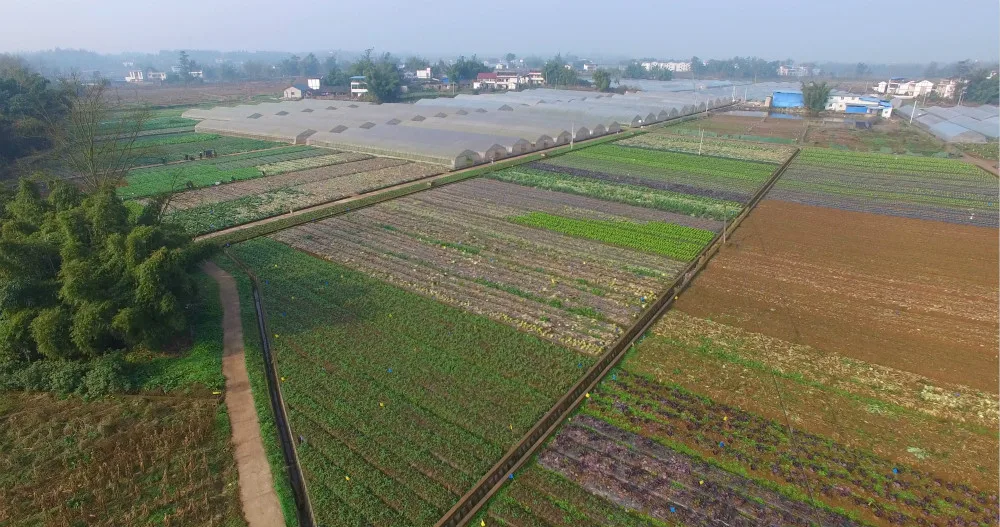 
2021 Hot selling newest grown fresh magic mushrooms 