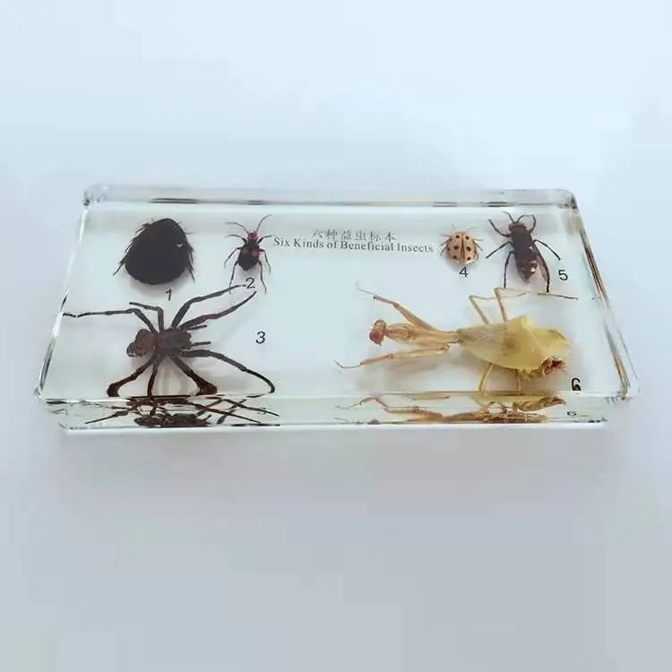 6 Kinds of Beneficial Insects Biosmount Specimen for Education