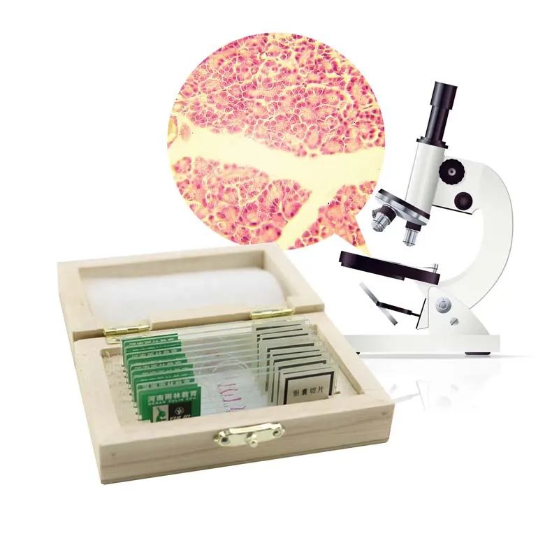 Teaching and learning botany prepared microscope slides