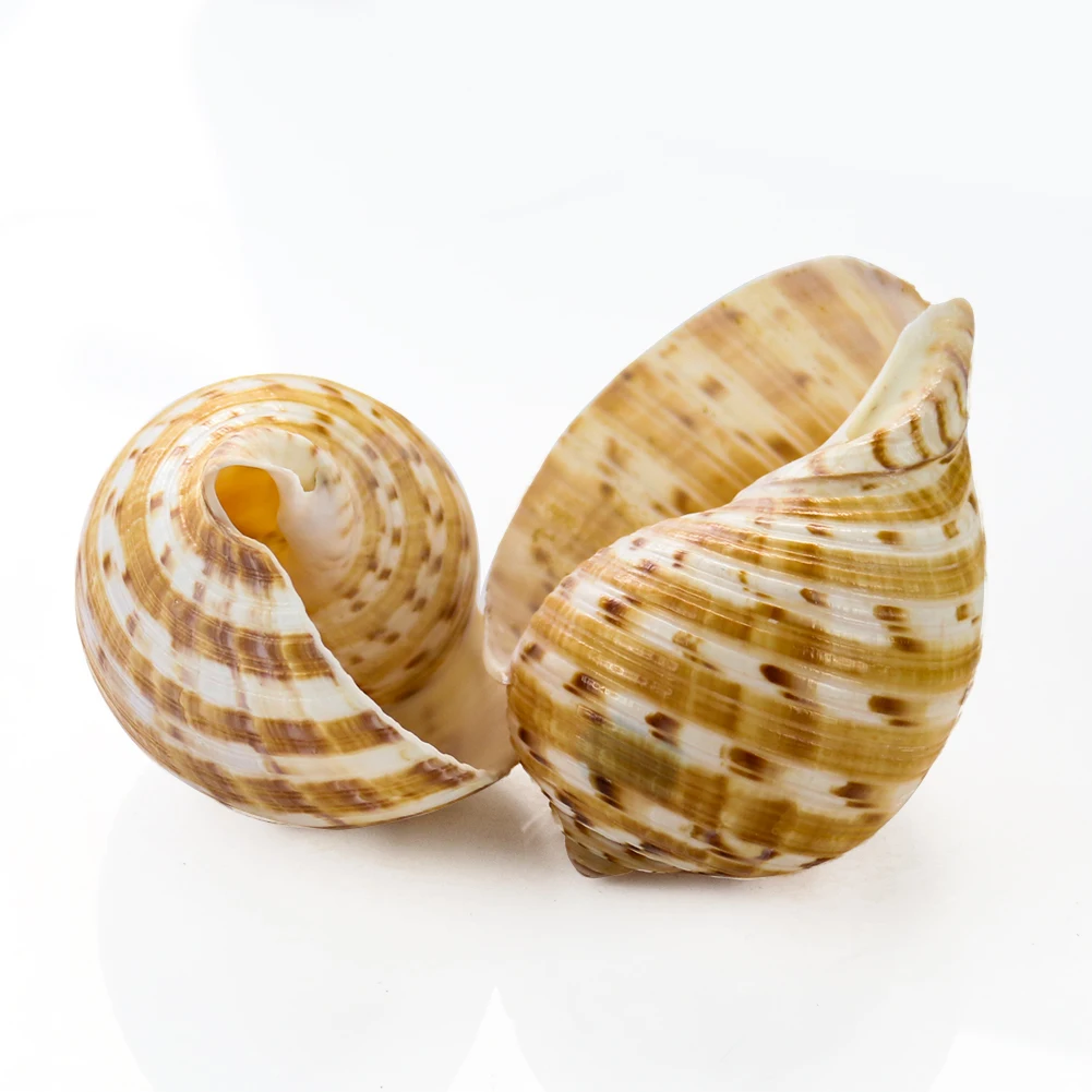 8-12 cm Piano Snail Conch Ripple Striped Seashell Hermit Crab Replacement Shell Nautical Home Decor Aquarium Micro-landscape