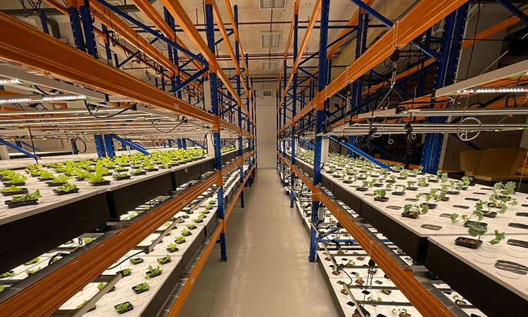 Aluminum Body LED Grow Light Strip for Indoor Hydroponic Farming Samsung & LM301H Chips 100W-240W Spectrum Red CCT Veg Plant