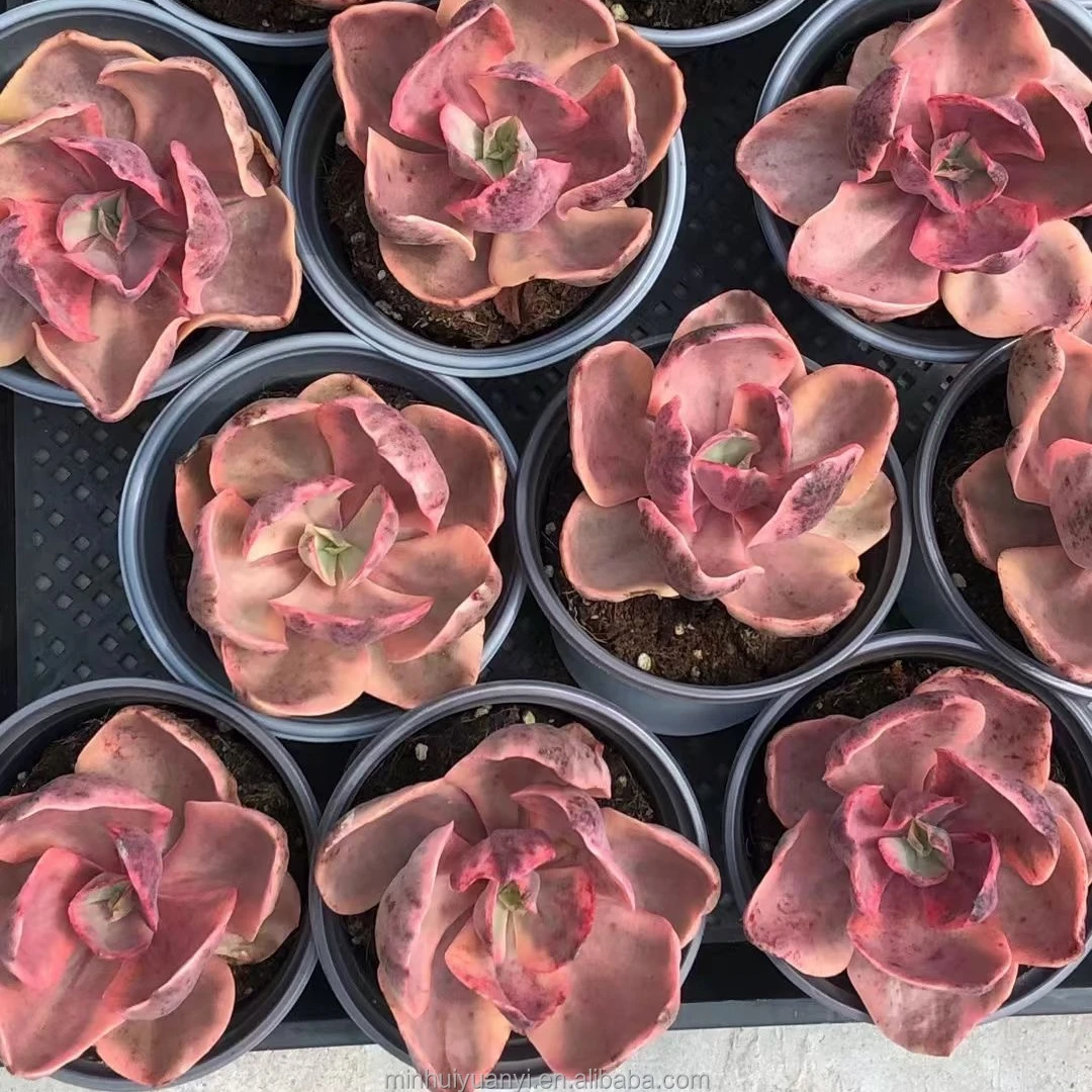 Wholesale of succulent plants Indoor ornamental plants