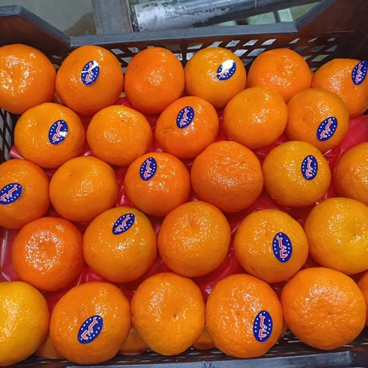 Fresh Citrus fruits/  high Sweet  mandarin (Fremont- Murcet-Clementine ) origin Egypt with high quality with Iso