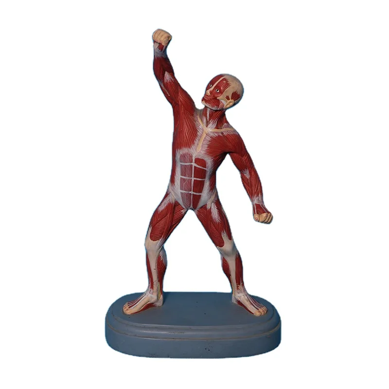 Anatomical magnification model of eyeball and eye frame