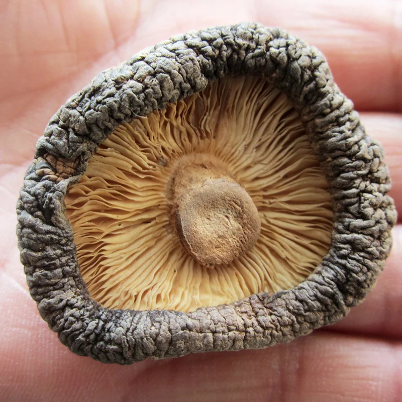 Китайский бренд, производство грибов, питательные свежие овощи 2021, лидер продаж, Гриб шиитаке, привлекательная цена, новый тип грибов