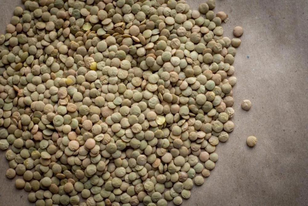 High quality Supply Organic Dried  Green Lentils