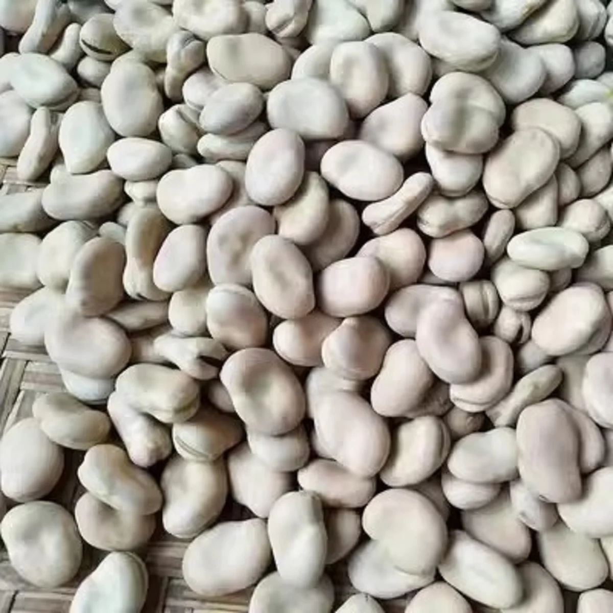New Crop Fava Beans Highest Quality Bulk Dried Broad Beans in Qinghai for Canned Food