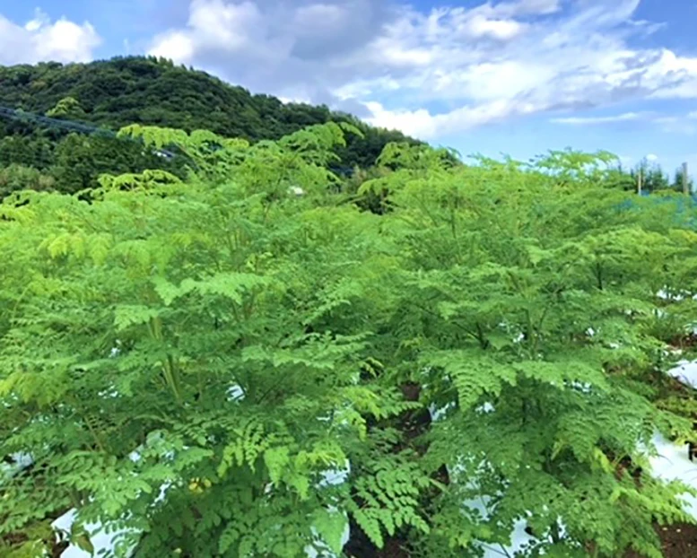 Important Crop Japanese Moringa Powdered Greens Juice Health Care Products for Home