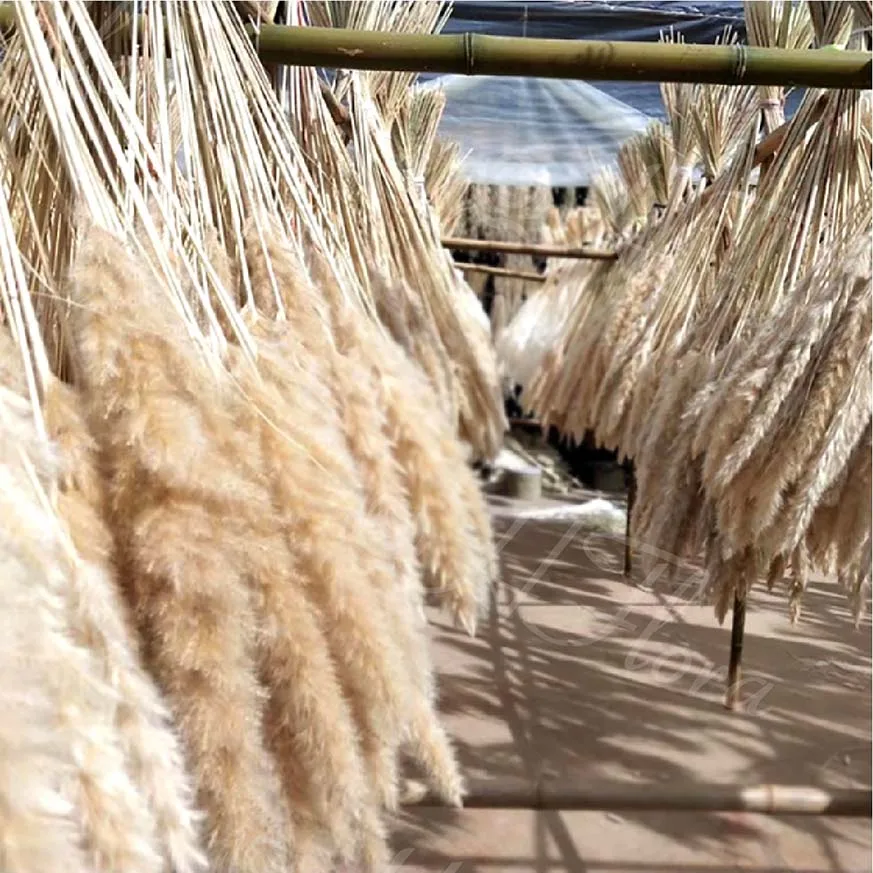 HFloral  Wholesale Dried Pampas Grass Dried Flowers And Plants Bouquet Boho Decor For Home Decoration