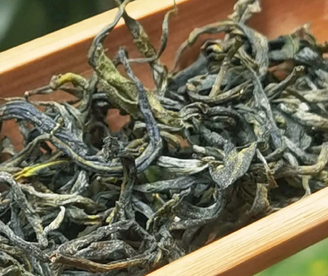 Yunnan Old variety Maofeng green tea Mingqian roasted green tea with sticky aroma and strong flavor that is resistant to soaking